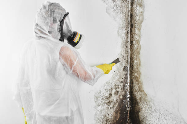Best Professional Mold Removal  in Baldwin, NY