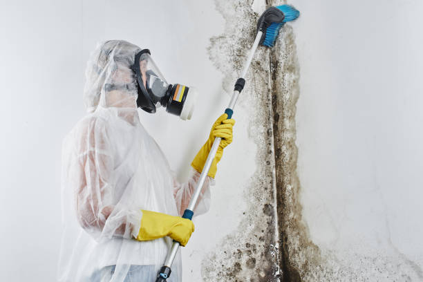 Best Crawl Space Mold Removal  in Baldwin, NY