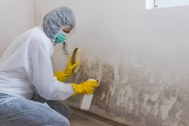 Best Certified Mold Removal  in Baldwin, NY