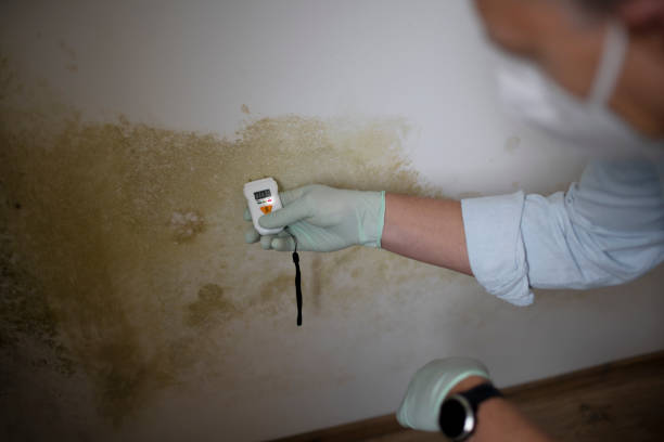 Best Commercial Mold Removal  in Baldwin, NY