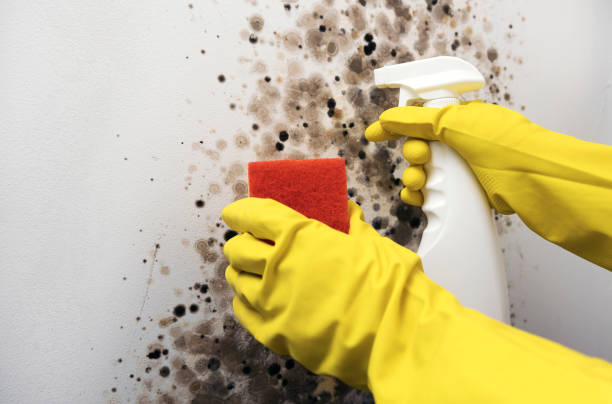 Best Mold Remediation Experts  in Baldwin, NY