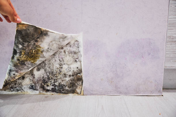 Best Mold Cleaning Services  in Baldwin, NY